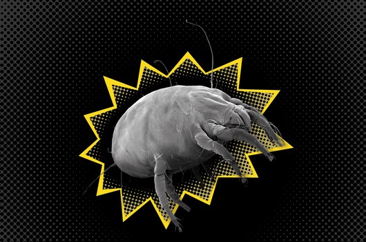 Days of Electron Microscopy